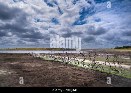 Die Überreste einer alten toten Hecke wurden an einer zurückgehenden Küste freigelegt, die durch fallende Wasserstände infolge der schweren Dürrebedingungen in Colliford La verursacht wurde Stockfoto