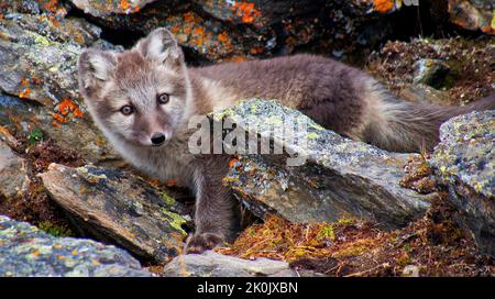 Arctic Fox, Vulpes lagopus, Signehamna Harbour, Nordvest Spitzbergen National Park, Krossfjord, Arctic, Spitzbergen, Spitzbergen, Norwegen, Europa Stockfoto