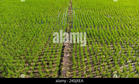 Luftaufnahme des grünen Wellenfeldes an sonnigen Tagen. Schöne grüne Fläche von jungen Reisfeld oder landwirtschaftlichen Flächen in der Regenzeit des nördlichen Thailand. Stockfoto