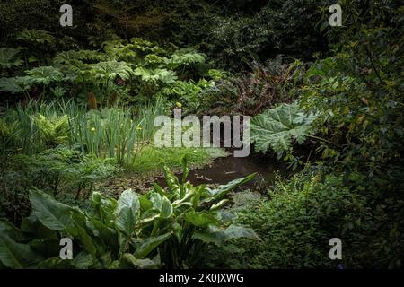 Ein kleiner Teich im wilden subtropischen Penjjick Garden in Cornwall. Penjerrick Garden gilt in England als echter Dschungelgarten von Cornwalls Stockfoto