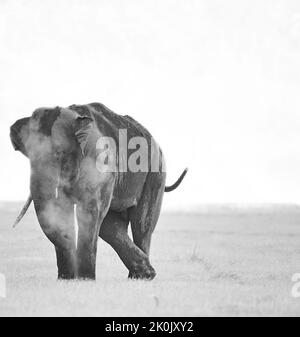 Asiatisches Elefantenschlammbad. Jim-Corbett-Nationalpark, Indien. Stockfoto