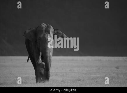 Asiatisches Elefantenschlammbad. Jim-Corbett-Nationalpark, Indien. Stockfoto