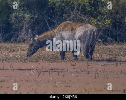 Männchen Nilgai oder Bluebuck oder blaue Kuh im Keoladeo ghana Park Stockfoto