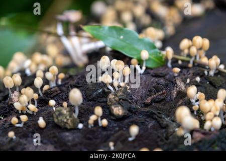Kleine, ungenießbare Pilze. Selektive Konzentration von kleinen gelben Wildpilzen auf die Baumstämme in der Regenzeit. Stockfoto