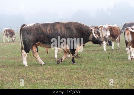 Englischer Langhornbulle auf einem Feld von Kühen, Hampshire, Großbritannien Stockfoto