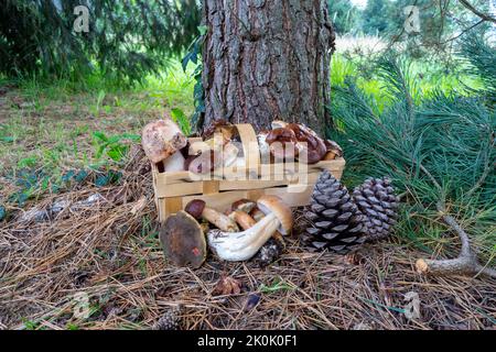 Frisch gepflückte Pilze aus dem Wald im Korb Stockfoto