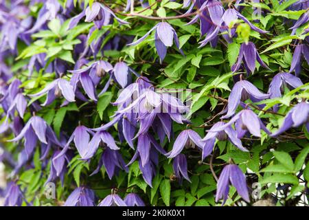 Clematis alpina, alpine Clematis lila Blüten im Garten Stockfoto