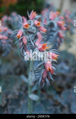 Eine vertikale Aufnahme von echeveria runyonii Blumen Stockfoto