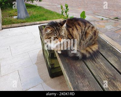 Die Katze sieht über die Situation um ihn herum sehr übermunter aus Stockfoto