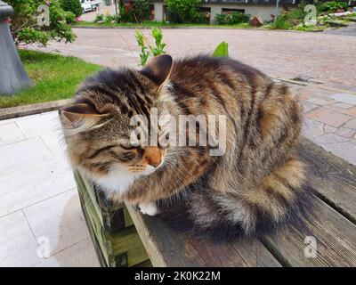 Die Katze sieht über die Situation um ihn herum sehr übermunter aus Stockfoto