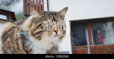 Die Katze kontrolliert sorgfältig, was in ihrer Nähe passiert Stockfoto