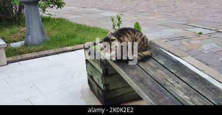 Die Katze sieht über die Situation um ihn herum sehr übermunter aus Stockfoto