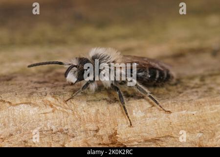 Nahaufnahme des kleinen weißen Männchen der Sandgrubenbiene, Andrena barbilabris, der auf dem Feld auf Holz sitzt Stockfoto