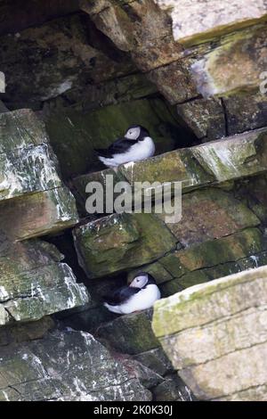 Papageitaucher (Fratercula arctica) auf den Orkney-Inseln Stockfoto