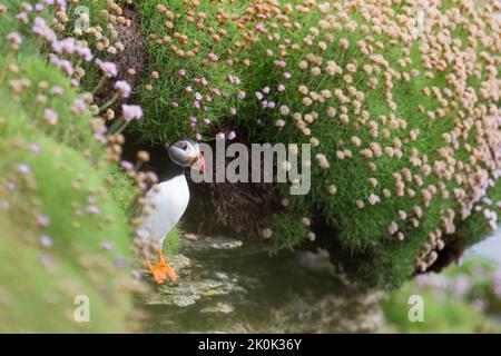 Papageitaucher (Fratercula arctica) auf den Orkney-Inseln Stockfoto