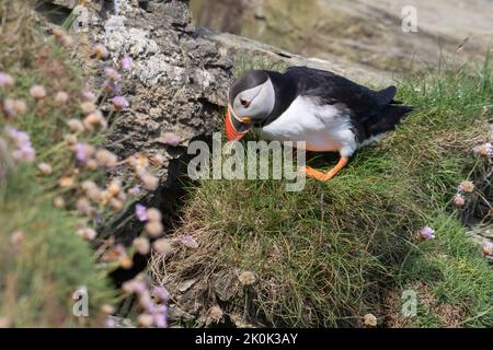 Papageitaucher (Fratercula arctica) auf den Orkney-Inseln Stockfoto