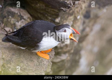 Papageitaucher (Fratercula arctica) auf den Orkney-Inseln Stockfoto