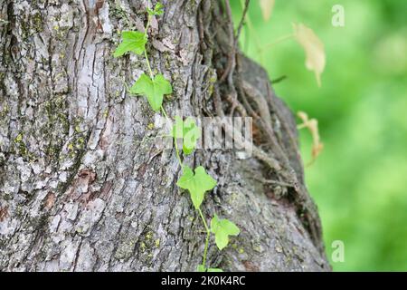 Herzförmige grüne Blätter, die auf einer Weinrebe wachsen, die auf einem Baumstamm klettert Stockfoto
