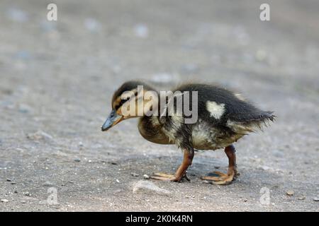 Kleine Stockente Entenküken im Frühling mit einem herzförmigen Fleck, es ist Federn Stockfoto