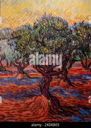 Olive Grove Saint Remy von Vincent van Gogh, 1889 Stockfoto