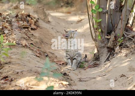 Nahaufnahme des tabby Katzenbabys, das auf Baum schaut und im Garten sitzt, Pali Rajasthan, Indien Stockfoto