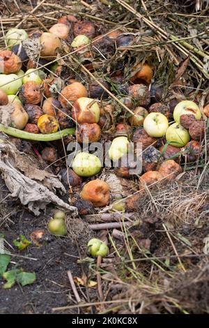 Ein Haufen fauler Äpfel auf einem Komposthaufen Stockfoto