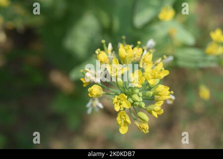 Nahaufnahme der Senfblume, sie bildet vier Blütenblätter und sechs Staubblätter Stockfoto