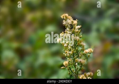 Erigeron canadensis, genannt Hornkraut, ist ein einjähriges Kraut, das bis zu 1,5 m hoch wird, mit spärlich behaarten Stielen. Stockfoto