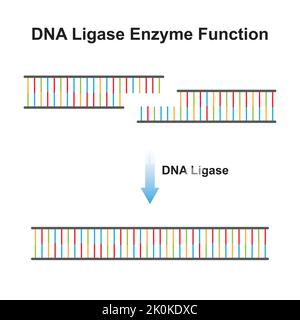 Wissenschaftliches Design des DNA-Ligase-Enzyms-Effekts auf das DNA-Molekül. Ligation des DNA-Moleküls. Bunte Symbole. Vektorgrafik. Stock Vektor