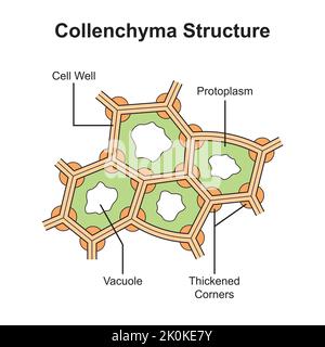 Wissenschaftliche Gestaltung der Collenchyma-Struktur. Das Pflanzengewebe, das aus lebenden länglichen Zellen besteht. Bunte Symbole. Vektorgrafik. Stock Vektor