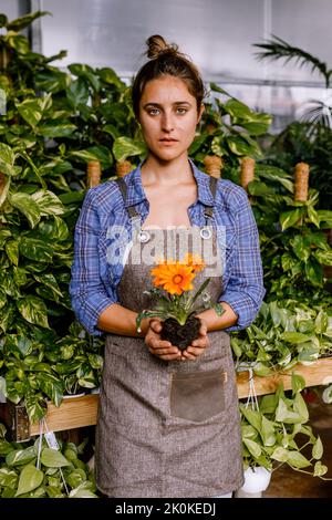 Weibchen im karierten blauen Hemd und Schürze, die in den Händen orange margarita Blumen mit Boden hält, während sie im Gewächshaus arbeitet Stockfoto