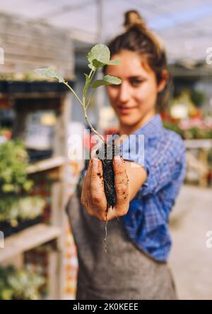 Gärtner hält in den Händen junge grüne Pflanze mit Boden, während er im Gewächshaus arbeitet und Blumen pflanzt Stockfoto