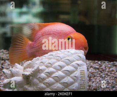 BLUTPAPAGEIENCICHLID im Aquarium Stockfoto