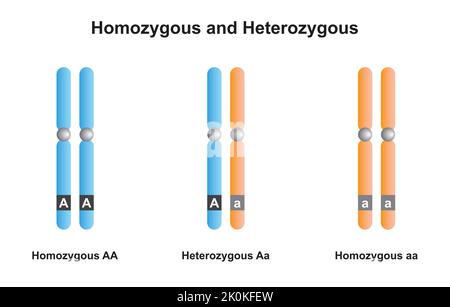 Wissenschaftliche Entwicklung von homozygoten und heterozygoten Chromosomen. Bunte Symbole. Vektorgrafik. Stock Vektor