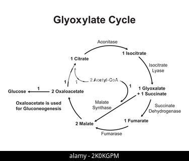 Einfache Gestaltung des Glyoxylatzyklus. Vektorgrafik. Stock Vektor