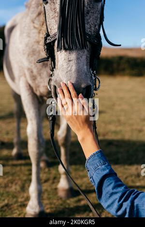 Nahaufnahme der Hand einer anonymen jungen Frau im Denim-Hemd, das im Freien schönes weißes Pferd im Geschirr streichelt Stockfoto