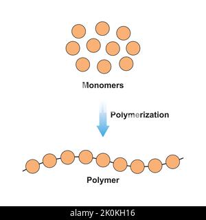 Wissenschaftliche Gestaltung der Polymerisierungsreaktion. Umwandlung von Monomeren in Polymer. Bunte Symbole. Vektorgrafik. Stock Vektor