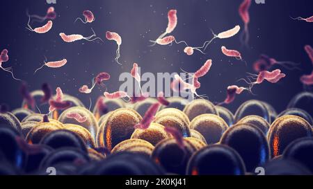 Helicobacter pylori ist ein gastrointestinales Bakterium, das die Magenschleimhaut beeinflussen und Geschwüre oder sogar Krebs verursachen kann. Zusammensetzung der Darmflora Stockfoto