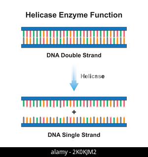 Wissenschaftliche Entwicklung des Helicase-Enzym-Effekts auf das DNA-Molekül. Von DNA Double Strand zu DNA Single Strand. Bunte Symbole. Vektorgrafik. Stock Vektor