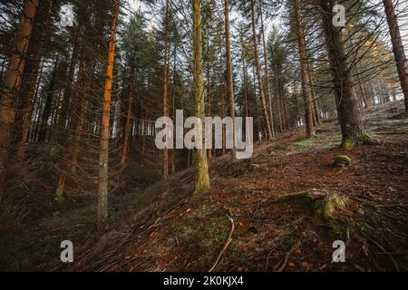 Hochgebirgswaldlandschaft Stockfoto