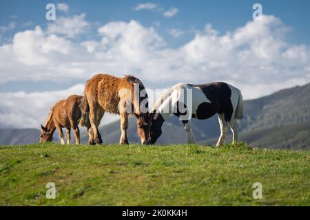 Pferdeherde, die an sonnigen Tagen in Palencia Gras frisst und auf üppiger Wiese im Hochland grast Stockfoto