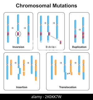 Wissenschaftliche Gestaltung von Chromosomentypen. Inversion, Löschung, Duplizierung, Einfügen und Translokation. Bunte Symbole. Vektor. Stock Vektor