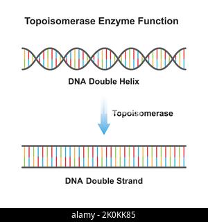 Wissenschaftliche Entwicklung des Topoisomerase-Enzymeffekts auf das DNA-Molekül. Von DNA Helix zu DNA Strand. Bunte Symbole. Vektorgrafik. Stock Vektor