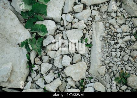 Kalksteinfelsen in allen Größen, an der Seite wachsen Kolchsenfuss-Leves Stockfoto