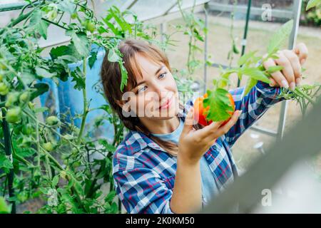Junge lächelnde Frau pflückt reife rote große Rindertomate in Green House Farm. Tomatenernte. Cottagecore Lifestyle. Anbau von Bio-Gemüse in Th Stockfoto