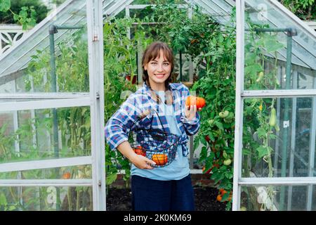 Junge lächelnde Frau mit reifen roten Rindertomaten, die gerade im grünen Haus gepflückt wurden. Tomatenernte. Cottagecore Lifestyle. Anbau von Bio-Gemüse i Stockfoto
