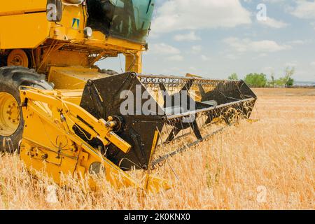 Gelbes Feld für das Pflügen des Traktors und das Sammeln von Nahaufnahmen des gelben Feldes für das Pflügen des Traktors und das Sammeln von Ohren Stockfoto