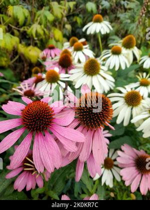 Eine vertikale Nahaufnahme von blühenden rosa weißen Kegelblumen Stockfoto