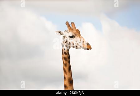 Kopfschuss einer Giraffe im Zoo. Stockfoto