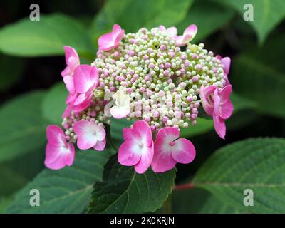 Wunderschöne rosa-weiße Blüten und Knospen einer Hortensia (Hydrangea macrophylla) in einem Garten in Ottawa, ON, Kanada. Stockfoto